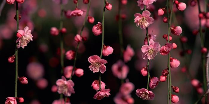 2560x1600 Free download Cute Cherry Blossom Wallpaper Desktop Cherry Blossom