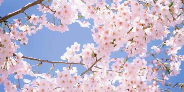 2560x1600 Cute Cherry Blossom Wallpaper Desktop - wallpaper.