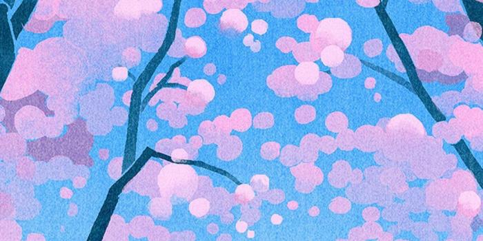 1080x1920 Cherry blossoms and Shiba Inu | iPhone Wallpaper