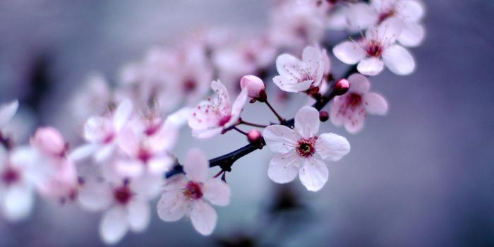 1600x1200 Cherry Blossom wallpaper | 1600x1200 | #42424