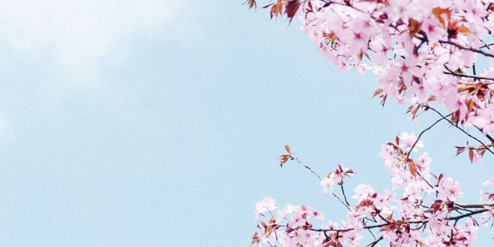 1080x1920 A Cherry Blossom Wallpaper You Can Use To Brighten - Cute Cherry