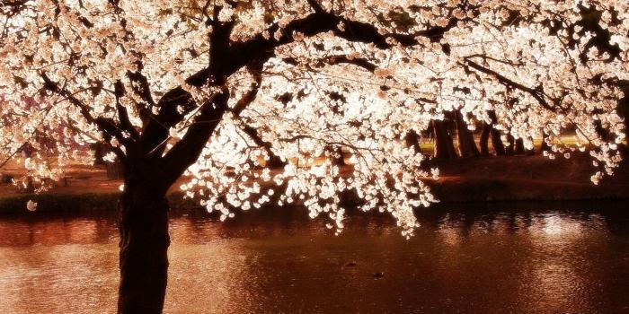 1600x1200 Rivers, Peace,cherry, Flowers, Cute, Mother Nature,HD Wallpaper