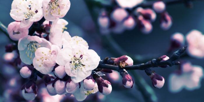 1280x768 Cute Cherry Blossom Wallpaper Desktop | View Wallpapers