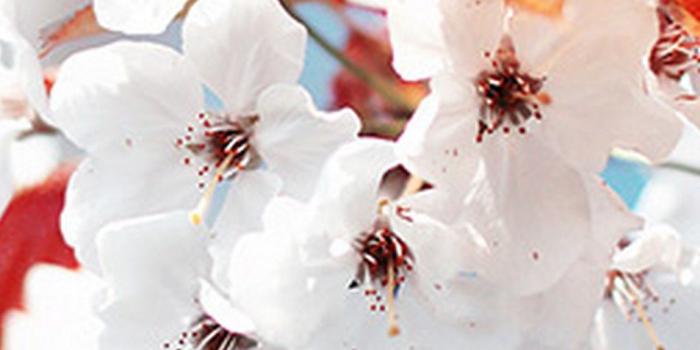 1080x1920 Cute Spring Iphone 6 Wallpaper Hd With High-resolution - Iphone