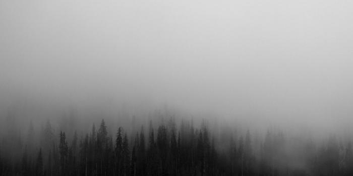 1261x700 Creepy fog foggy forest spruce wilderness woods wallpaper