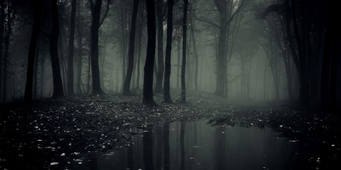 3840x2160 65+ Scary Forest Wallpapers on WallpaperPlay