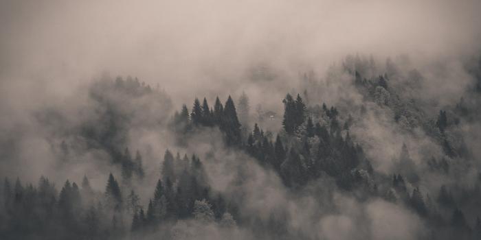 1920x1080 creepy landscapes nature trees fog mist atmospheric forest