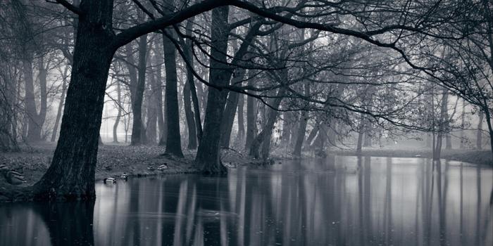 1920x1080 Creepy Foggy Forest - Dark Forest Wallpapers Hd, Hd Wallpapers