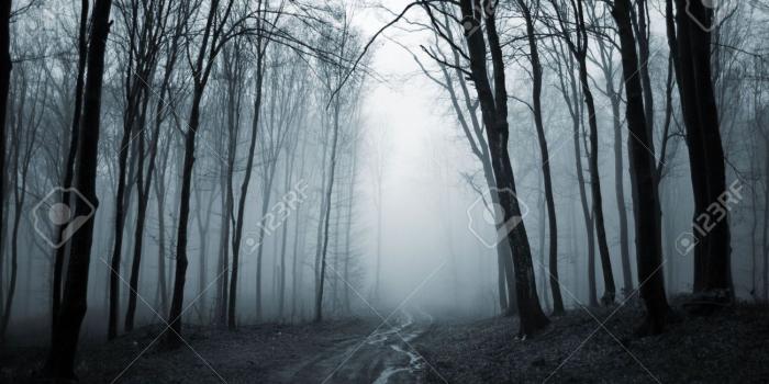 1300x864 creepy and foggy forest Wallpaper Background 1300x864