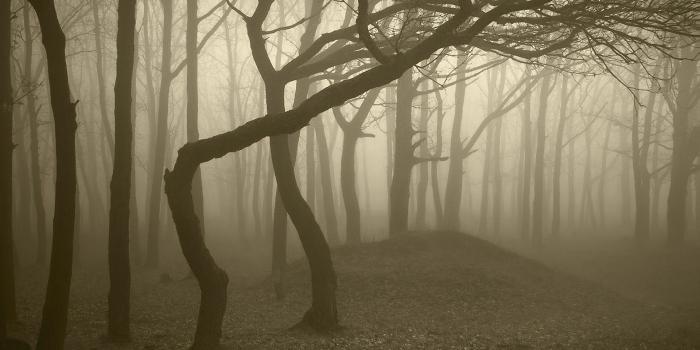 1920x1200 Foggy Forest Wallpapers HD