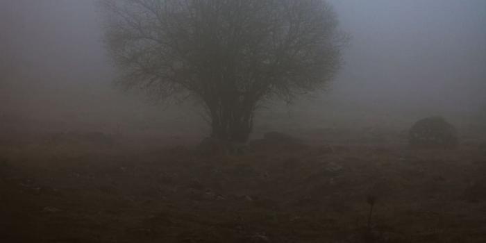 910x944 HD wallpaper: tree, fog, mist, countryside, creepy, mysterious