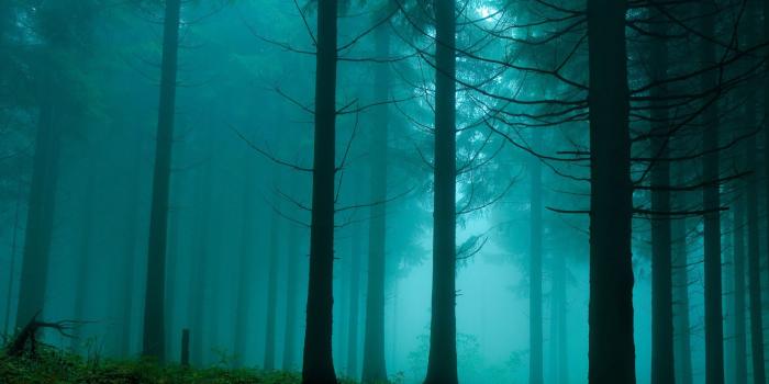 2560x1600 1000+ Best fog Mac Wallpapers Free HD Download - AllMacWallpaper