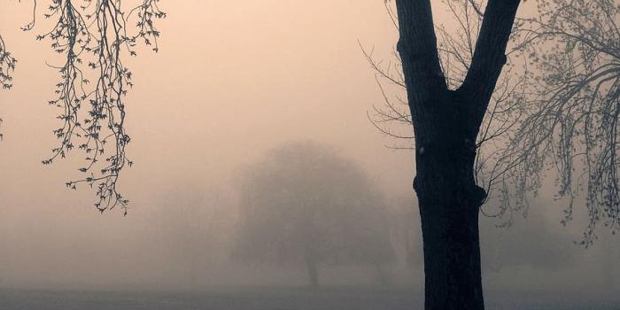 910x1213 HD wallpaper: tree during fog, trees, spooky, mist, park, nature