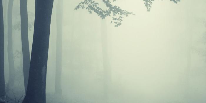 1080x1920 1080x1920 nature, landscape, creepy, deep, forest, road, misty