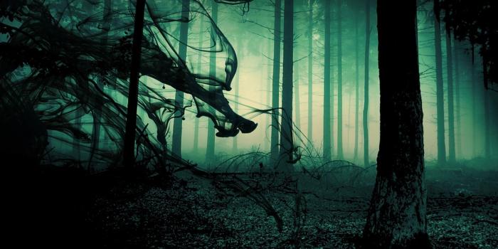 1920x1080 dark nature wallpaper | nature trees forest fog mood sunlight