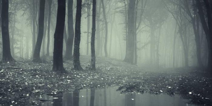 1438x1280 foggy forest wallpaper by alex_zuz - 8c - Free on ZEDGE™