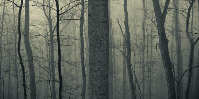 1920x1200 HD Nature Trees Forests Woods Trunk Haze Fog Mist Dark Bark Spooky