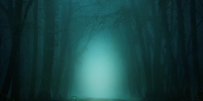 2560x1700 Download 2560x1700 Dark Forest, Foggy, Scary, Path, Trees