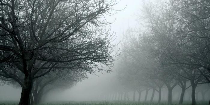 1920x1200 Tree Fog Landscape Wallpapers
