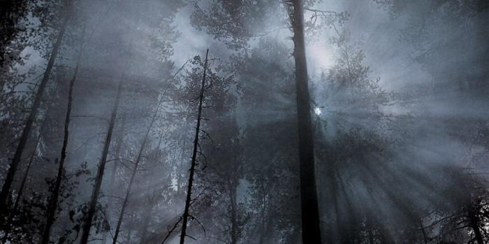 1024x768 Foggy Woods Wallpaper posted by Samantha Mercado