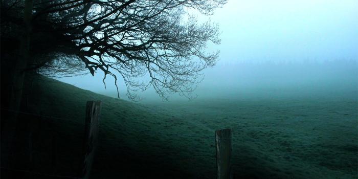 1920x1200 Foggy Forest Backgrounds Free Download Wallpaper Wiki - Creepy