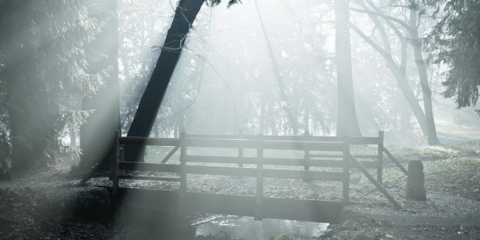 1920x1200 Foggy forest, top file, wallpapers v.4.6 jpeg