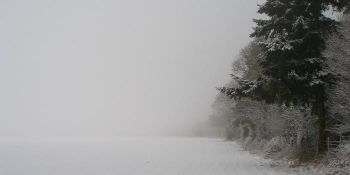 1920x1200 Winter, wallpaper, fog, snow, spruce, simple, field, goodwp