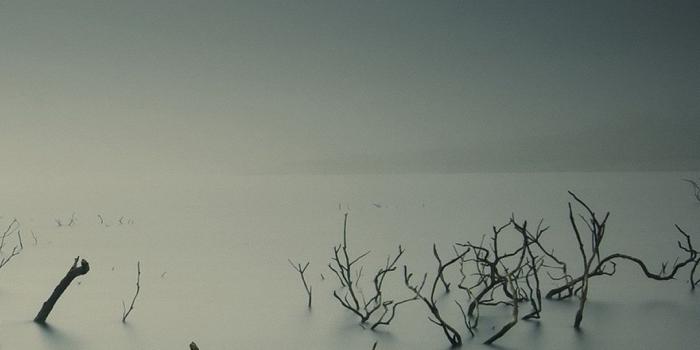 1080x1920 Ubuntu Gnome Mist Fog Underwater Trees iPhone 8 Wallpapers Free