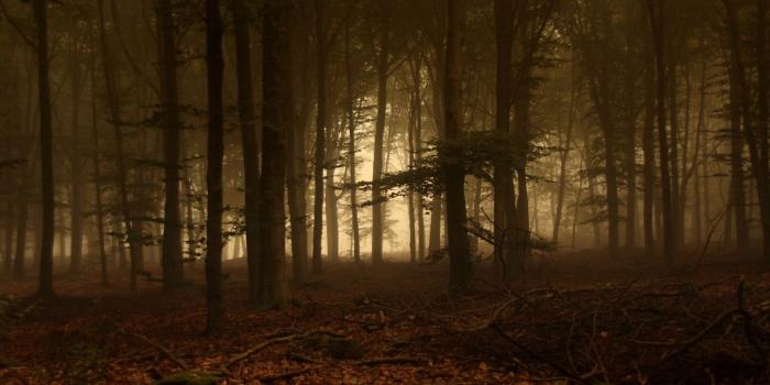 1920x1200 Forest Of Fog Wallpaper Landscape Nature Wallpapers in jpg format