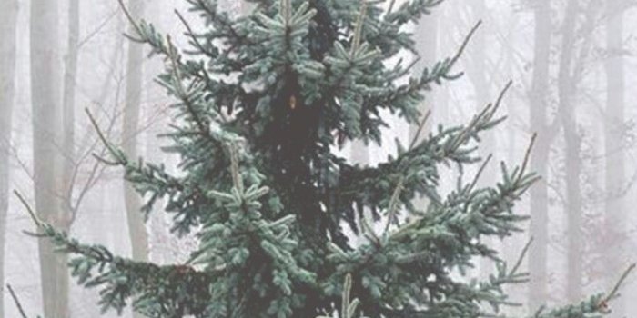 720x1280 Rustic Christmas iPhone Wallpapers - Top Free Rustic Christmas