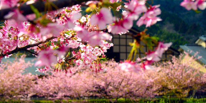 1920x1200 Japan Wallpapers Free Download