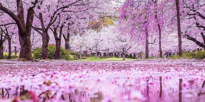 1024x1280 PunjabiPics - NaturePics Wallpaper ID #PP34228