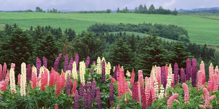 1600x1200 Japanese Nature Wallpapers – POTO BUTUT