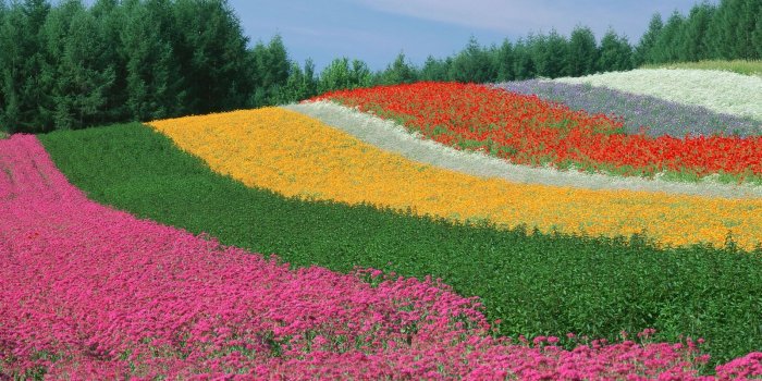 1600x1200 Download Free Japanese Nature Wallpapers | Most beautiful places