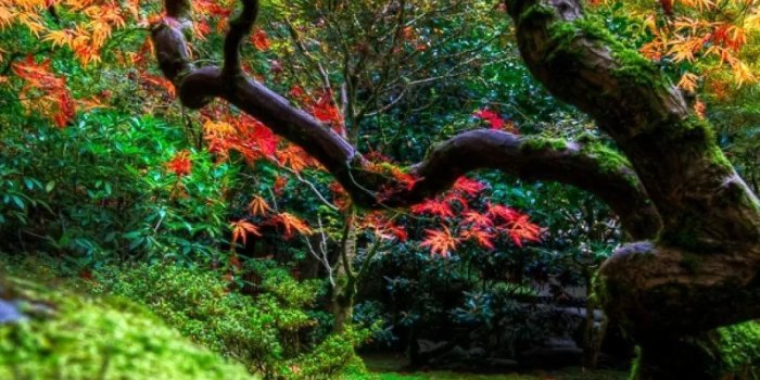 1080x1920 Japanese iPhone Wallpapers (39+ images) - WallpaperBoat