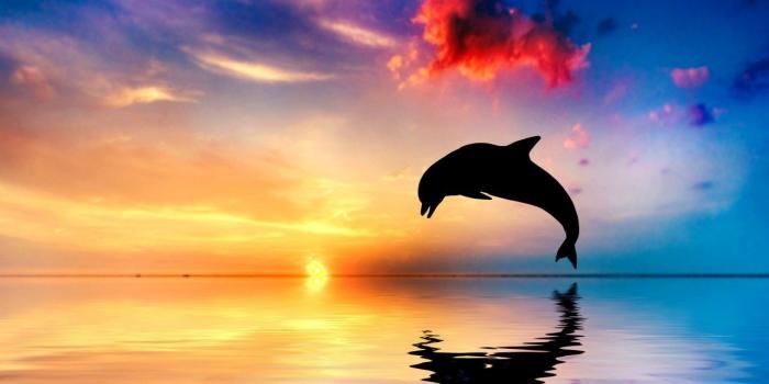 1280x720 Dolphin Sunset Wallpapers - Top Free Dolphin Sunset Backgrounds