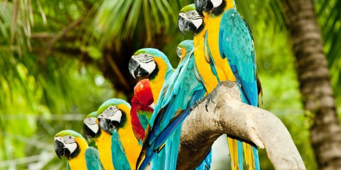 1920x1200 Parrot Wallpaper ·① WallpaperTag