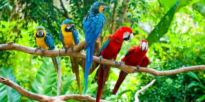 1920x1080 Macaw Wallpapers