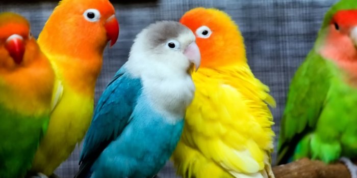 1920x1080 Parrots - Parrots Wallpaper (40931459) - Fanpop