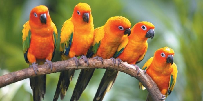 1920x1200 Sun Conure Parrots wallpapers HD free - 245170 | Pet birds