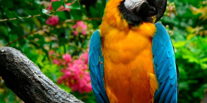 1280x1024 35 Beautiful & Colorful Parrots Wallpaper