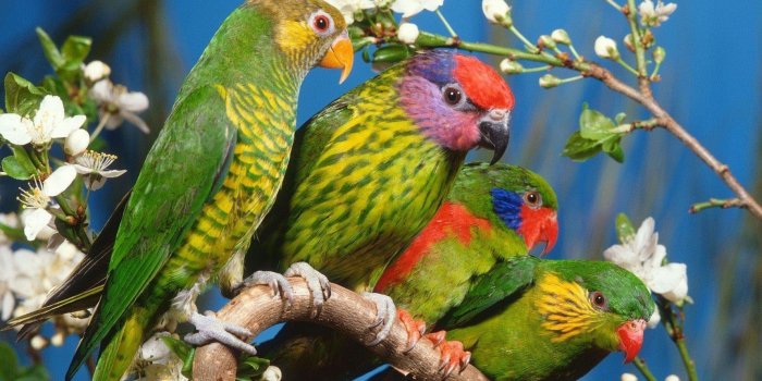 1920x1200 147 Parrot HD Wallpapers | Background Images