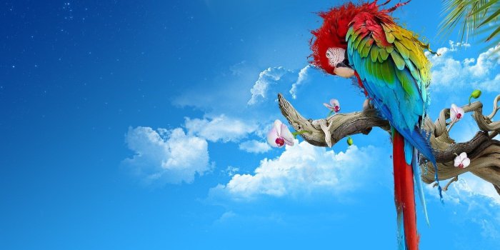 1600x1200 Colorful parrots wallpaper