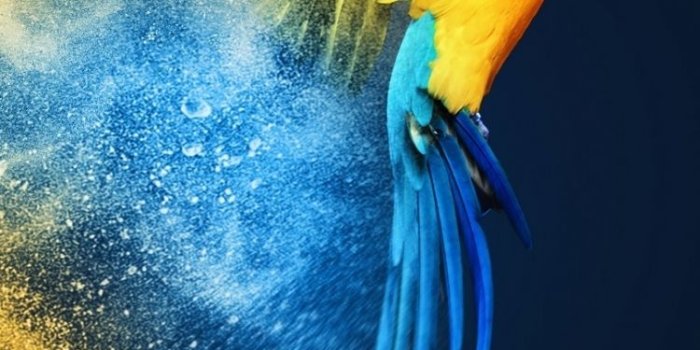 750x1334 Parrot iPhone Wallpapers - Top Free Parrot iPhone Backgrounds