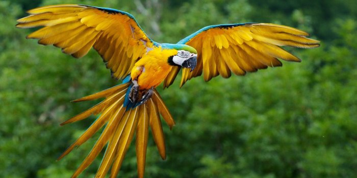 1920x1080 Desktop colorful parrots wallpaper