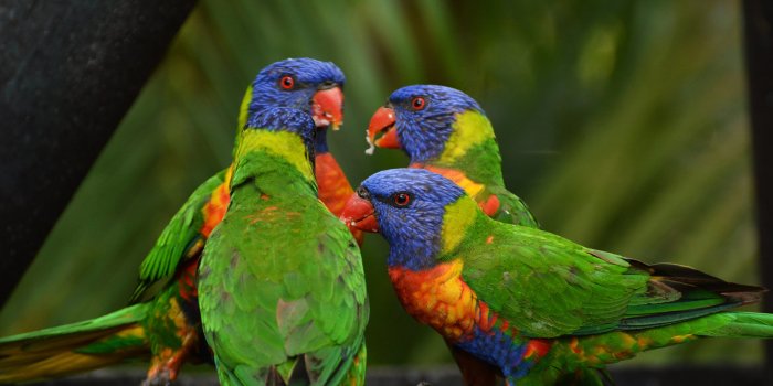 3840x2560 Rainbow Lorikeet Birds Parrots Parrot Bird HD Wallpaper