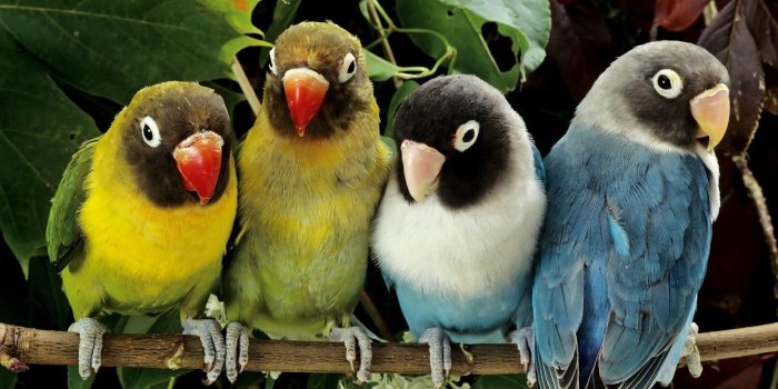 1600x900 Desktop hd colorful parrots wallpaper