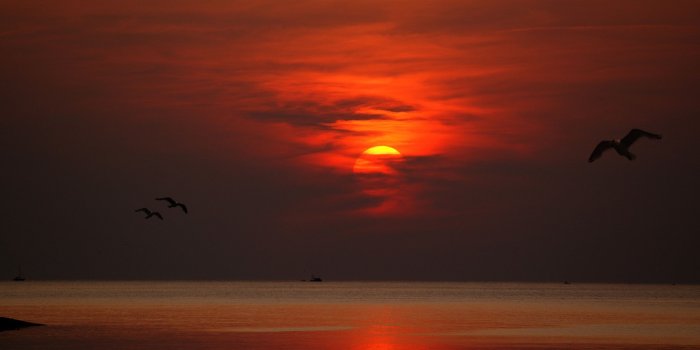 2560x1700 2560x1700 Sunset Dusk Dawn Evening Sun Birds Flying Chromebook