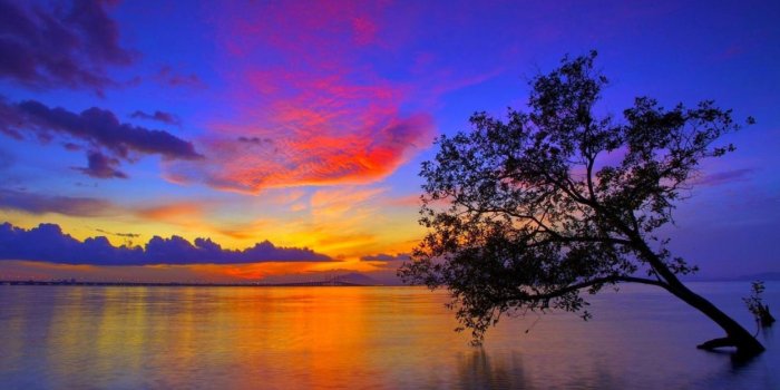 1245x700 Sunset-tree-water-sky-evening-sun-reflection-glow wallpaper