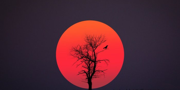 1332x850 Photo Wallpaper Red, Black, Bird, Sun - Evening - 1332x850